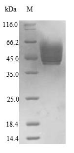 Recombinant Saccharomyces cerevisiae Chitin deacetylase 2 (CDA2), partial