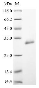 Recombinant Saccharomyces cerevisiae Cell wall mannoprotein CIS3 (CIS3)