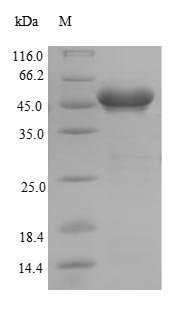 Recombinant Staphylococcus aureus Clumping factor A (clfA), partial