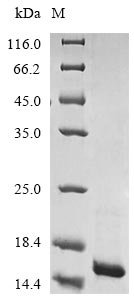 Recombinant Escherichia coli ATP-dependent Clp protease adapter protein ClpS (clpS)