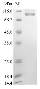 Recombinant Mouse Chondroitin sulfate proteoglycan 4 (Cspg4), partial