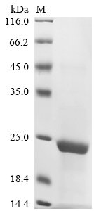 Recombinant Fusarium solani subsp. cucurbitae Cutinase (CUTA)