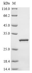 Recombinant Pig Beta-defensin 1 (DEFB1)
