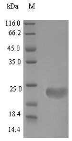 Recombinant Mouse Beta-defensin 4 (Defb4)