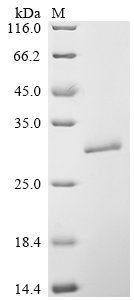 Recombinant Dermatophagoides pteronyssinus Mite allergen Der p 3 (DERP3)