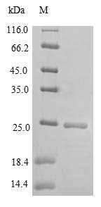 Recombinant Mouse Dedicator of cytokinesis protein 8 (Dock8), partial