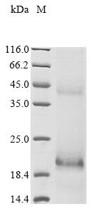 Recombinant Human papillomavirus 11 Protein E7 (E7)