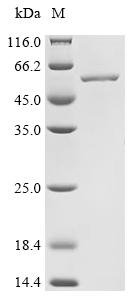 Recombinant Stenotrophomonas maltophilia Enolase (eno)