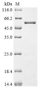 Recombinant Lactobacillus salivarius Enolase (eno)