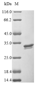 Recombinant Staphylococcus aureus Enterotoxin type A (entA)