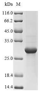 Recombinant Staphylococcus aureus Enterotoxin type A (entA), partial