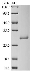 Recombinant Staphylococcus aureus Enterotoxin type E (entE)