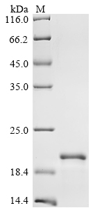 Recombinant Mycobacteroides abscessus subsp. abscessus ESAT-6-like protein (esxT)