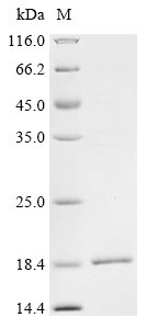 Recombinant Sendai virus Fusion glycoprotein F0 (F), partial