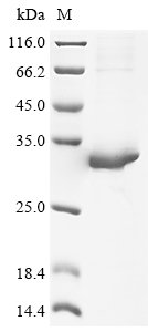 Recombinant Mouse Protein FAM3B (Fam3b)