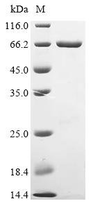 Recombinant Escherichia coli Dihydrofolate reductase (folA), Biotinylated