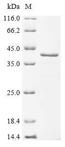 Recombinant Neisseria meningitidis FrpA/C-binding lipoprotein (frpD_3)