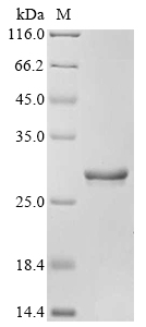 Recombinant Dog Appetite-regulating hormone (GHRL), partial