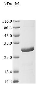 Recombinant Shigella flexneri Glutaredoxin-4 (grxD)