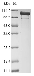 Recombinant Escherichia coli DNA gyrase subunit A (gyrA) (S83W)