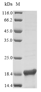 Recombinant Escherichia coli DNA-binding protein H-NS (hns)