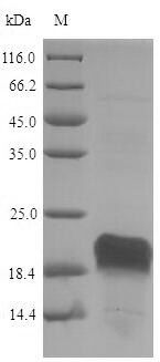 Recombinant Pig Heat shock protein HSP 90-alpha (HSP90AA1), partial