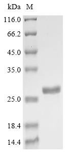 Recombinant Pseudomonas fluorescens DNA-binding protein HU-beta (hupB)
