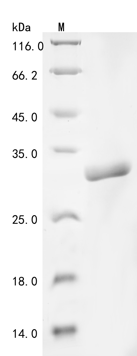 Recombinant Clostridium perfringens Protein HypA (hypA), partial