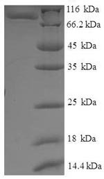 Recombinant Saccharomyces cerevisiae Translation initiation factor IF-2, mitochondrial (IFM1)