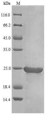 Recombinant Chicken Interferon type B (IFNB)