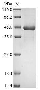 Recombinant Escherichia coli Lactose operon repressor (lacI) (Q360QC)