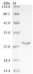 Recombinant Pig Lipocalin-1 (LCN1)