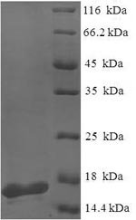 Recombinant Pseudomonas aeruginosa PA-I galactophilic lectin (lecA)