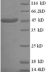 Recombinant Escherichia coli O9:H4 L-lactate dehydrogenase (lldD)
