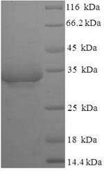 Recombinant Escherichia coli Lipopolysaccharide export system protein lptA (lptA)