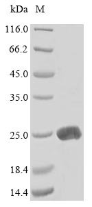 Recombinant Mouse Lymphotoxin-alpha (Lta)