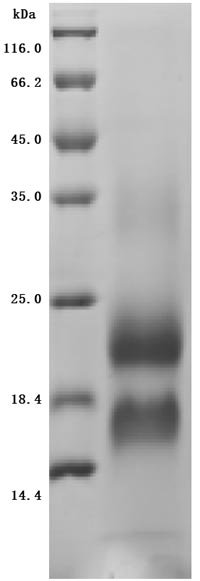 Recombinant Macaca fascicularis lymphocyte antigen 6 family member G6D (LY6G6D) (Active)