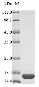 Recombinant Staphylococcus aureus Endoribonuclease MazF (mazF)