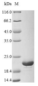 Recombinant Staphylococcus epidermidis Endoribonuclease MazF (mazF)