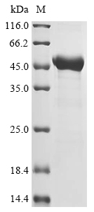 Recombinant Neosartorya fumigata Extracellular metalloproteinase mep (mep)
