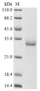 Recombinant Oenococcus oeni Malolactic enzyme (mleA), partial