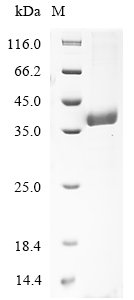 Recombinant Klebsiella pneumoniae Fimbria adhesin protein (mrkD)
