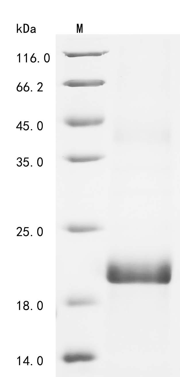 Recombinant Horse Growth/differentiation factor 8 (MSTN)