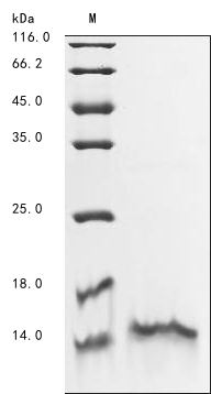 Recombinant Bovine Myotrophin (MTPN)