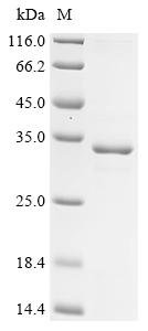 Recombinant Mouse Mucin-4 (Muc4), partial