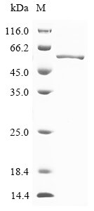 Recombinant Canine coronavirus Nucleoprotein (N)