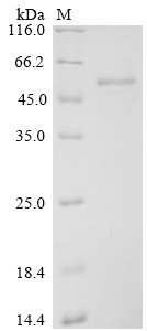 Recombinant Severe acute respiratory syndrome coronavirus 2 Nucleoprotein (N) (P13L,R203K,G204R,G214C)