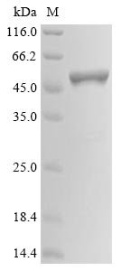 Recombinant Severe acute respiratory syndrome coronavirus 2 Nucleoprotein (N) (D103Y) (Active)