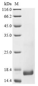 Recombinant Crotalus atrox Phospholipase A2, partial