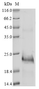 Recombinant Hydrophis schistosus Basic phospholipase A2